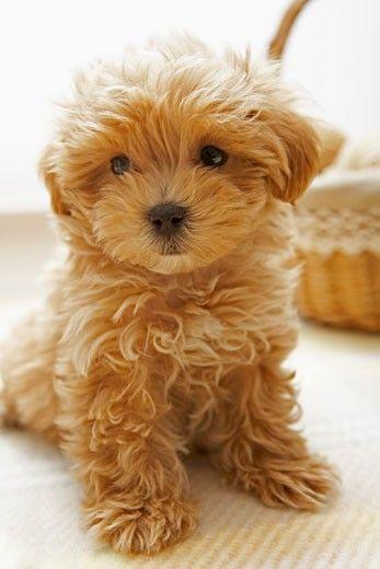 Toy Poodle cinsi köpek almak istiyorum, uygun mudur?