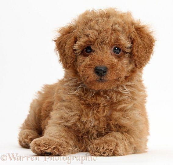 Toy Poodle cinsi köpek almak istiyorum, uygun mudur?