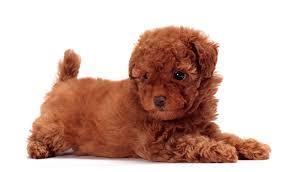 Toy Poodle cinsi köpek almak istiyorum, uygun mudur?