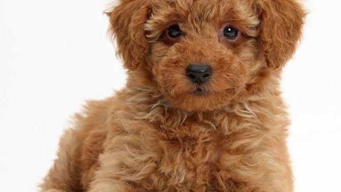 Toy Poodle cinsi köpek almak istiyorum, uygun mudur?