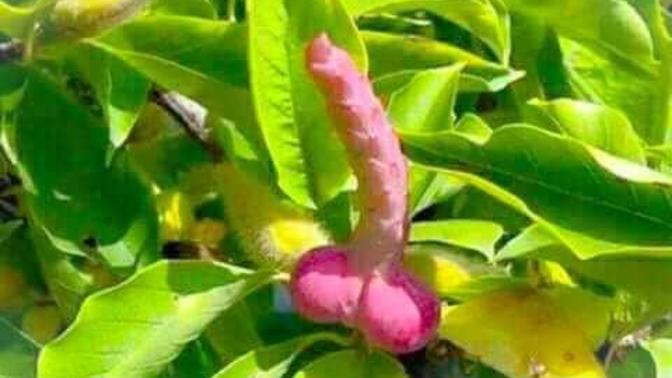 Arkadaşlar Ensar Manolyasını gören var mı acaba daha önceden?