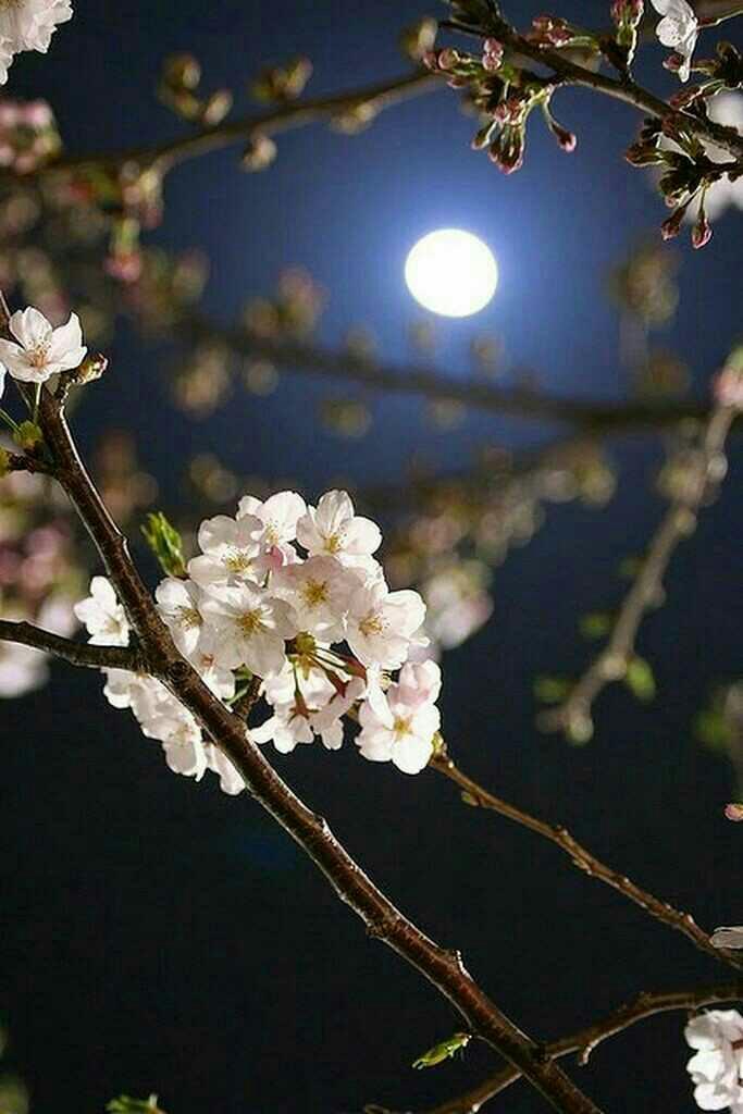 Sabahları  yüzünüze vuran güneş ışığı mı yoksa gece pencereden parlayan ay mı daha güzeldir??
