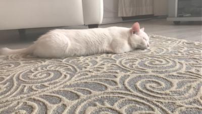 Kedi Bakmak Zor Mu