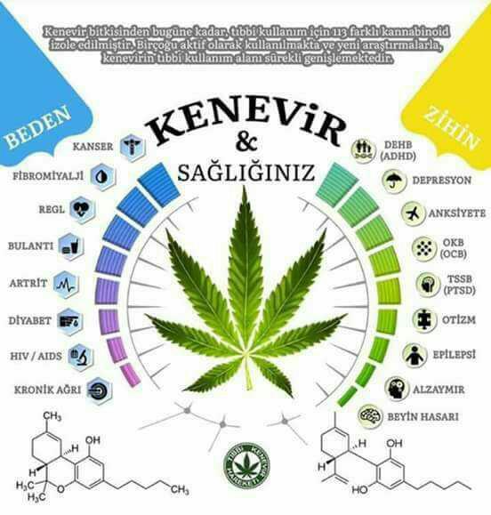 Kenevir kullanım alanları ??