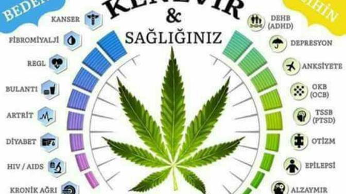 Kenevir kullanım alanları?