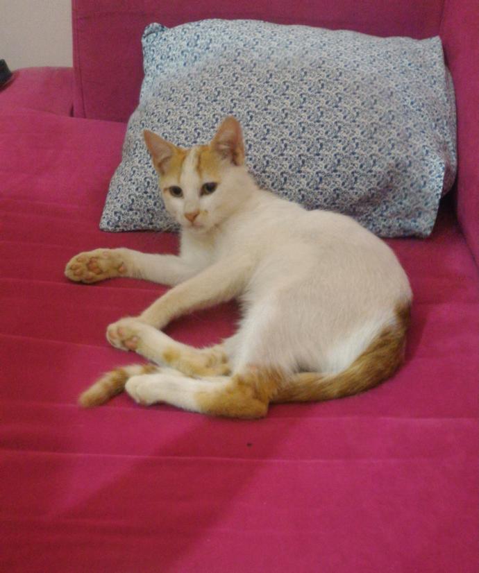 Kedi davranışlarının ne anlama geldiğini biliyor muydunuz? 😊?