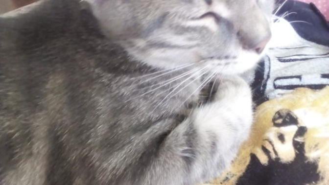 Kedim ağzını sapırdatıp duruyor bunu neden yapıyor?