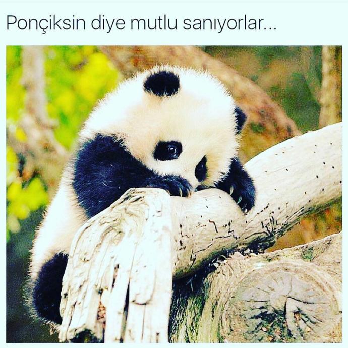 Ponçik ne demek? Kime denir?