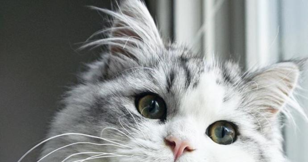 kedi mi köpek mi