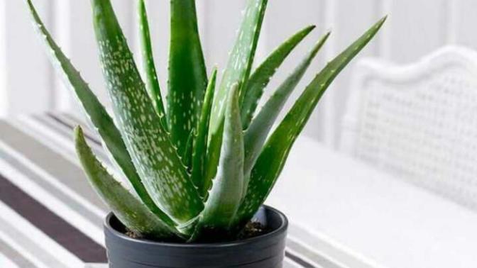 Aloe Vera bitkisi Bakımı?