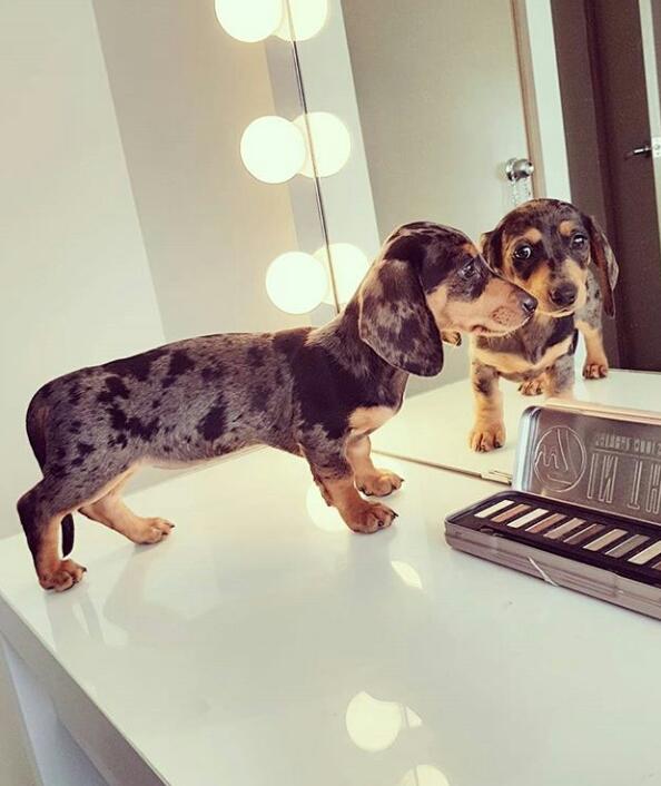 Dakhund/sosis cinsi köpekler hakkında ne düşünüyorsunuz?