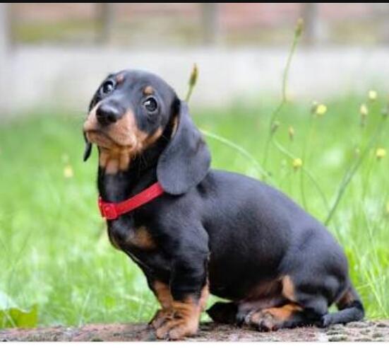 Dakhund/sosis cinsi köpekler hakkında ne düşünüyorsunuz?