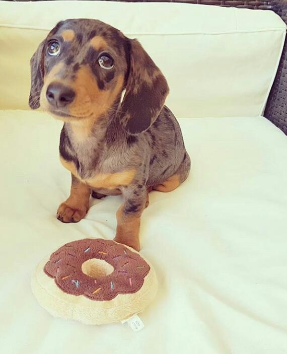 Dakhund/sosis cinsi köpekler hakkında ne düşünüyorsunuz?