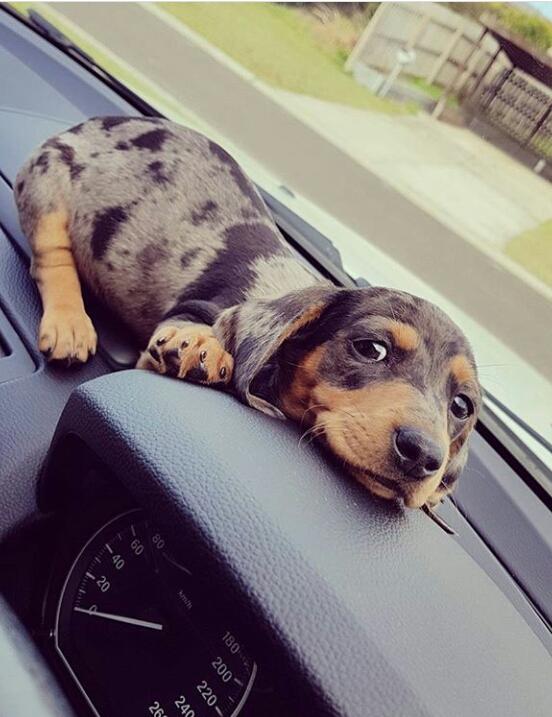 Dakhund/sosis cinsi köpekler hakkında ne düşünüyorsunuz?