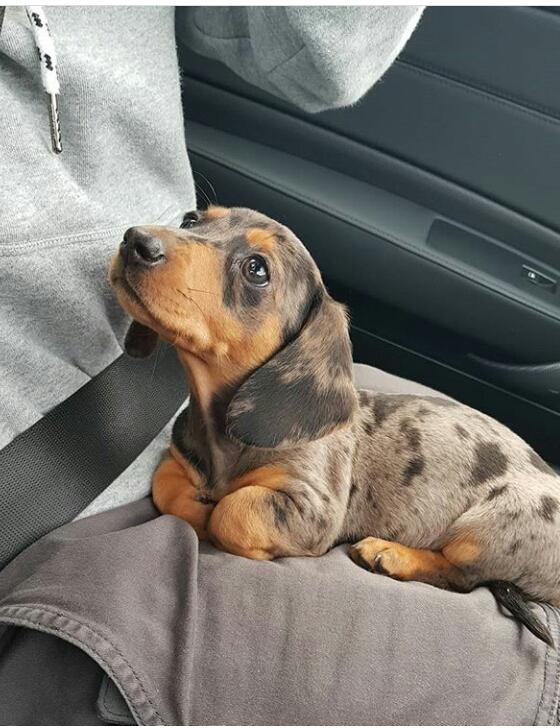 Dakhund/sosis cinsi köpekler hakkında ne düşünüyorsunuz?