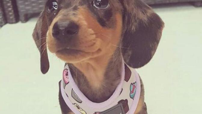 Dakhund/sosis cinsi köpekler hakkında ne düşünüyorsunuz?