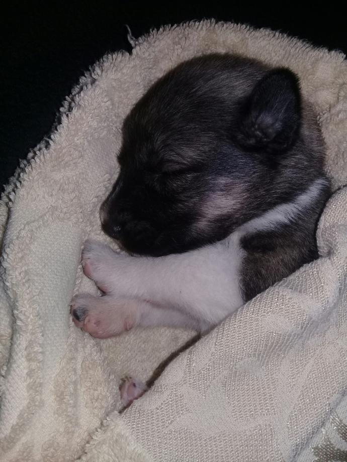 Köpek dostum için yardıma ihtiyacım var . 5 Günlük yavru Köpeğim kusuyor . Lütfen bilgisi olan yardım etsin ?