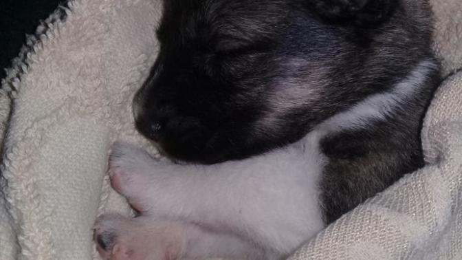 Köpek dostum için yardıma ihtiyacım var. 5 Günlük yavru Köpeğim kusuyor. Lütfen bilgisi olan yardım etsin?