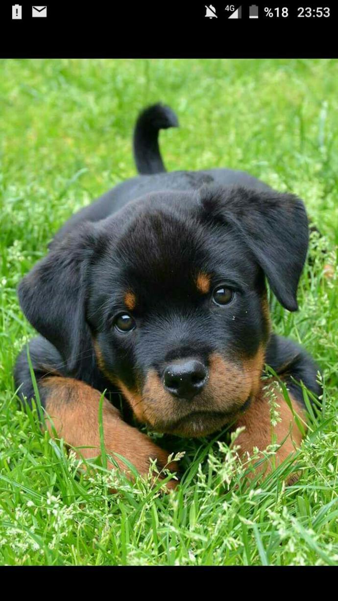 Allahım aşık oldum galiba 😍😍😍??