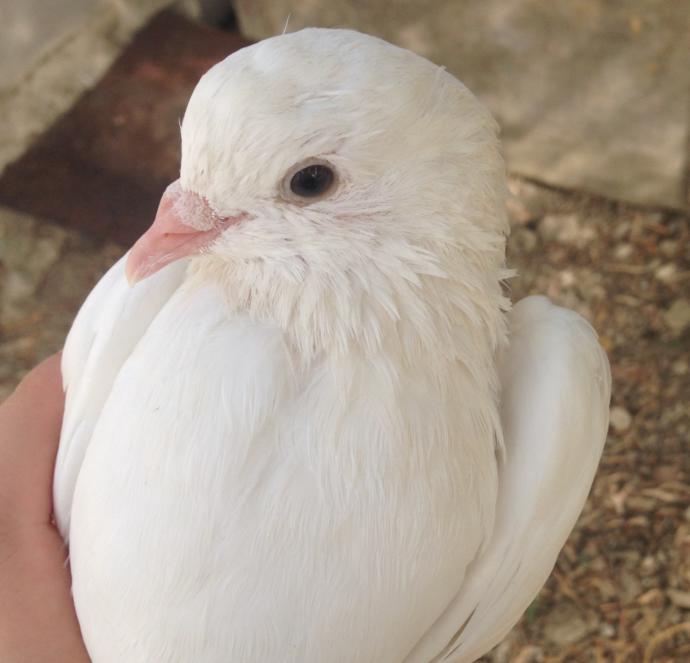 Muhabbet kuşum yem yemiyor, sizce ne yapmalıyım?