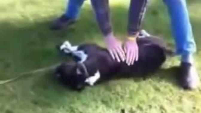 "Kalp Krizi Geçiren Köpeğin Hayata Dönüşü" İlk yardım konusunda yeterlimisiniz , hiç eğitim aldınız mı?