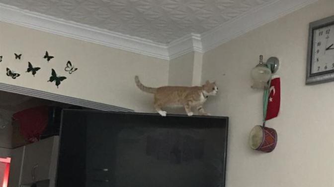 Kedim sürekli televizyonun üzerine çıkıyor televizyonu düşürebilir mi?