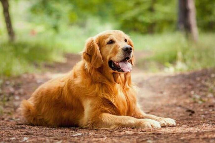 Köpeğimin Adını " Hoşt " koyarsam çağırdığım Zaman ne yapar ? 😂?