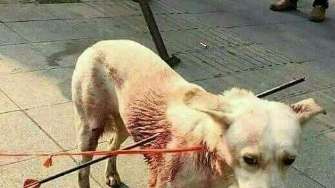  bir  hayvana bu yapilir mi ya? 😞😞?