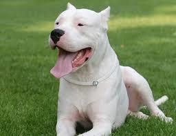Kız arkadaşım beni köpeğe benzetti, sizce ben şu köpeğe benziyor muyum?