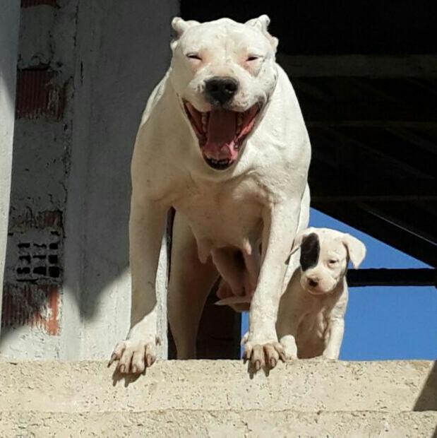 Kız arkadaşım beni köpeğe benzetti, sizce ben şu köpeğe benziyor muyum?