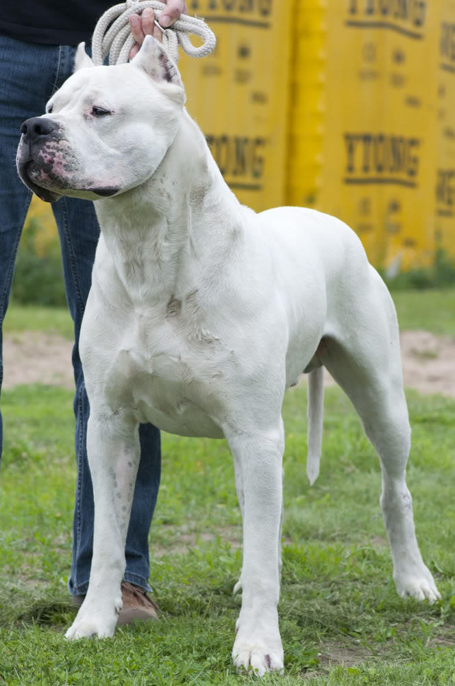 Kız arkadaşım beni köpeğe benzetti,sizce ben şu köpeğe benziyor muyum?