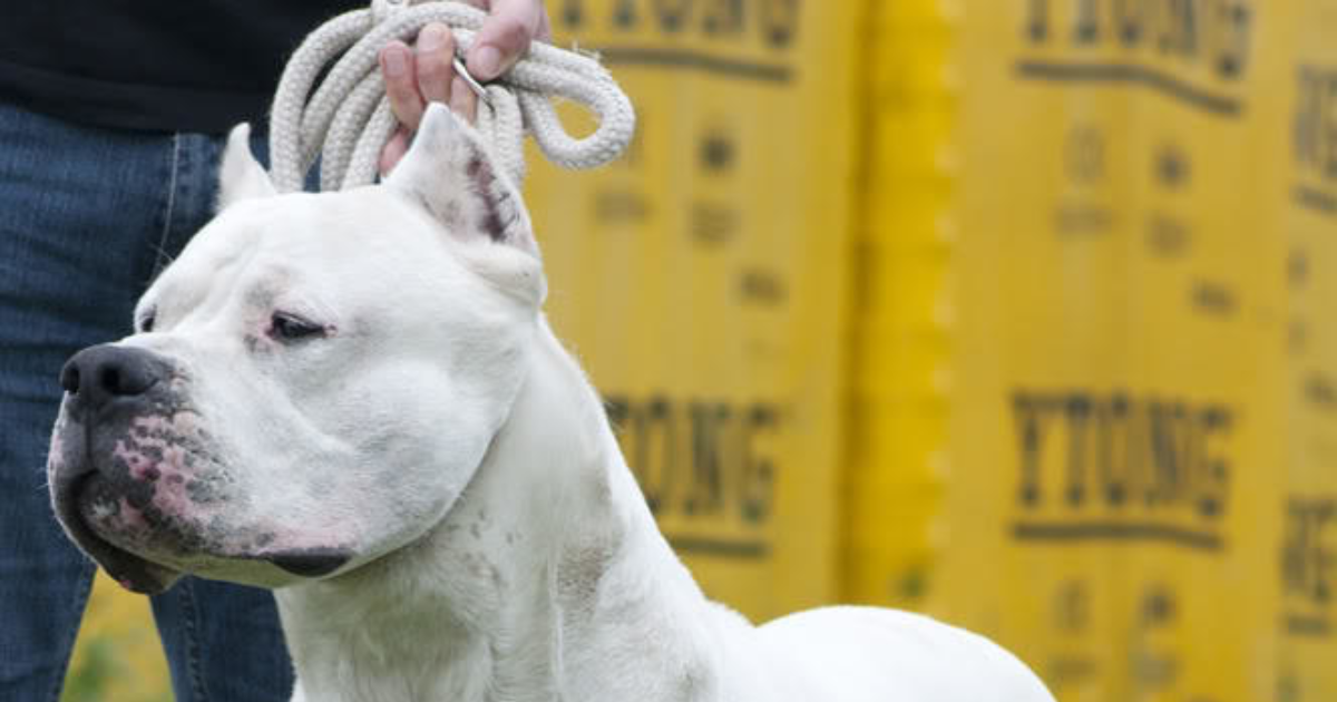 Kız arkadaşım beni köpeğe benzetti, sizce ben şu köpeğe benziyor muyum