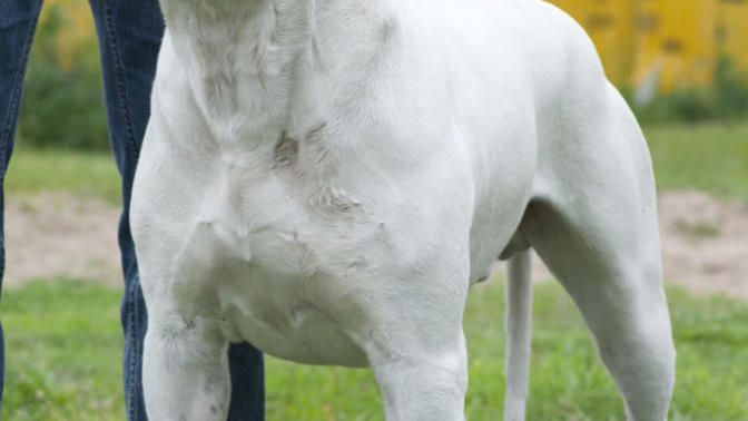 Kız arkadaşım beni köpeğe benzetti, sizce ben şu köpeğe benziyor muyum?
