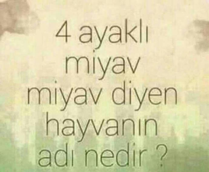 4 ayaklı miyav miyav diyen havanın adı nedir???