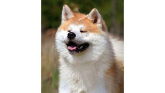 Lütfen! Japon Akita Inu fiyatları ne kadar?