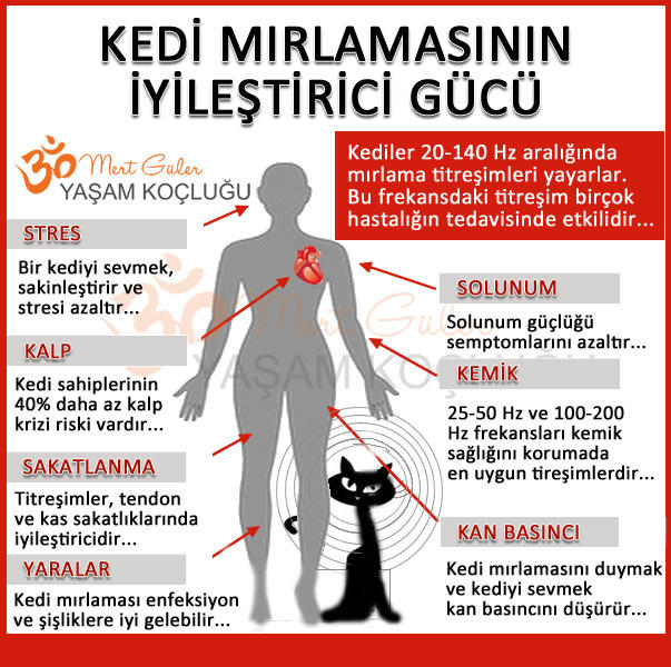 Kedi mırlamasının terapi niteliğinde olduğunu biliyor musunuz?
