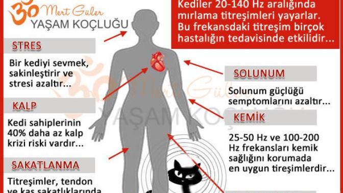 Kedi mırlamasının terapi niteliğinde olduğunu biliyor musunuz?