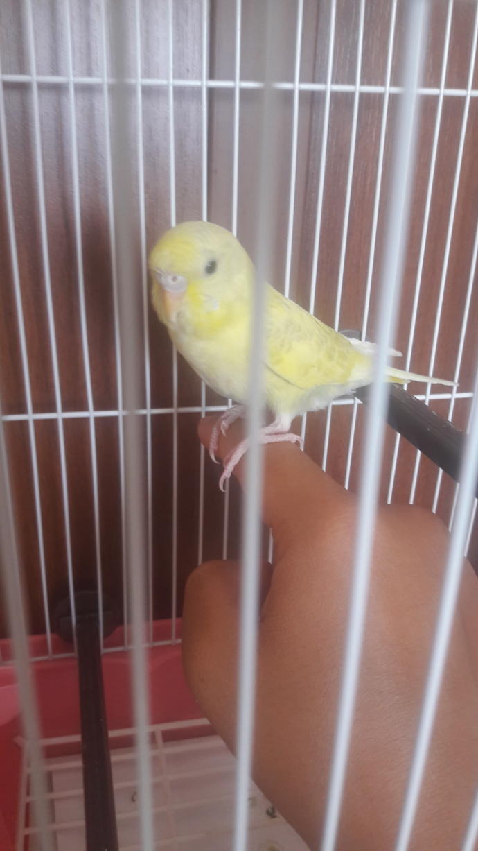 Muhabbet kuşum çok hareketli elime alışması için ne yapabilirim eğitmek için, alalı daha 5. Günü oldu bide sizce kaç aylık?