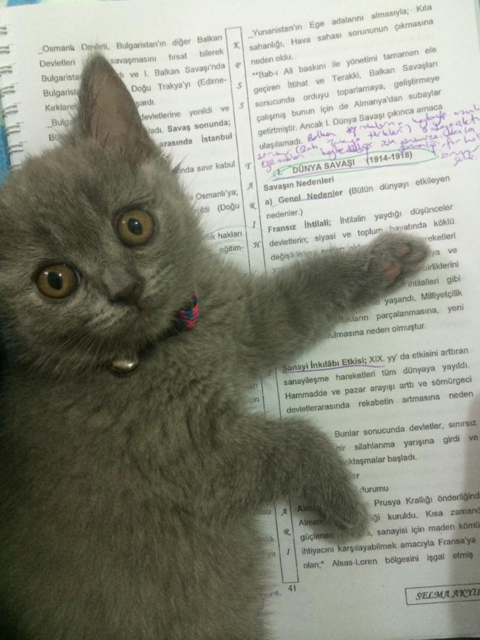 Siz hiç ders çalışan kedi gördünüz mü :D?