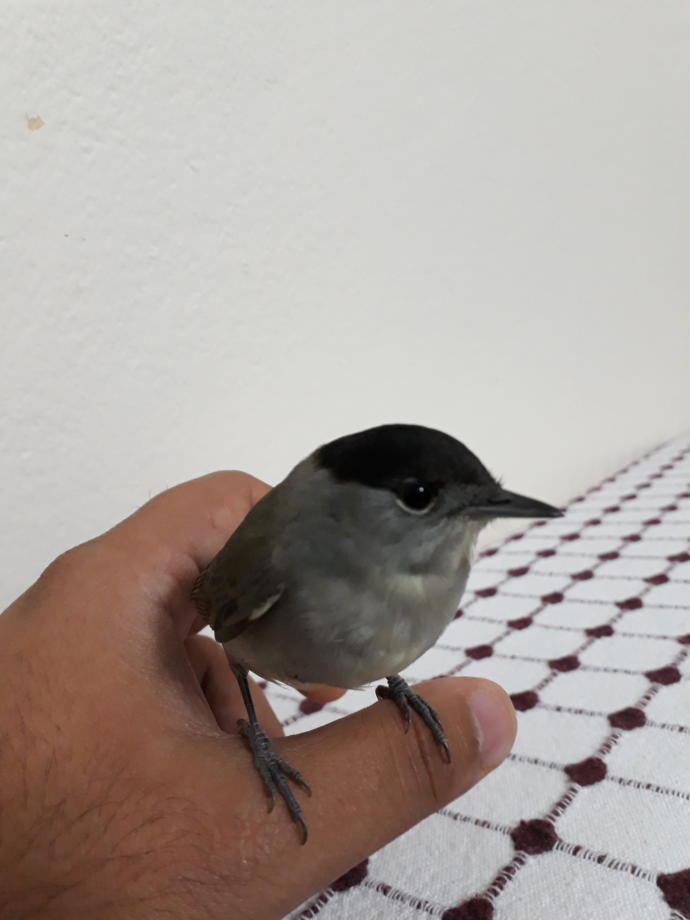 Sokakta arabanın altinda boyle  bir  yavru kus buldum cinsi nedir bilmiyorum birde ymek verdim yemiyor ne yapmalıyım sizce?