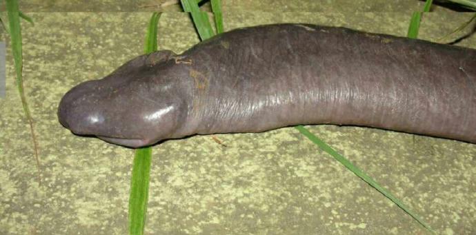Penis yılanı gördünüz mü hic 😁😂??