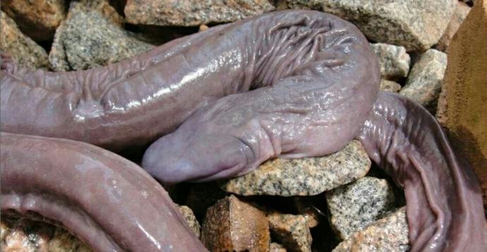 Penis yılanı gördünüz mü hic 😁😂??