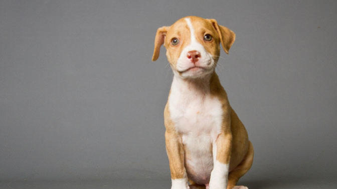 Pitbull Terrier cinsi köpek zarar verir mi?