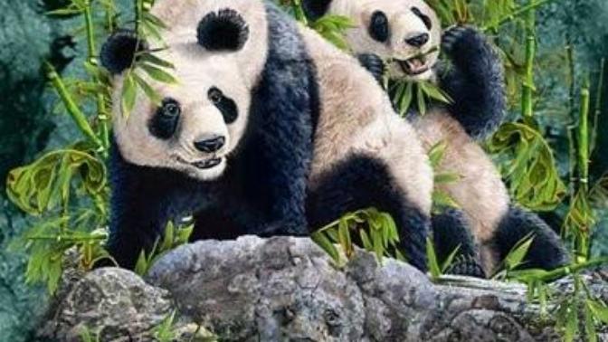 Resimde kaç tane panda var :) ?