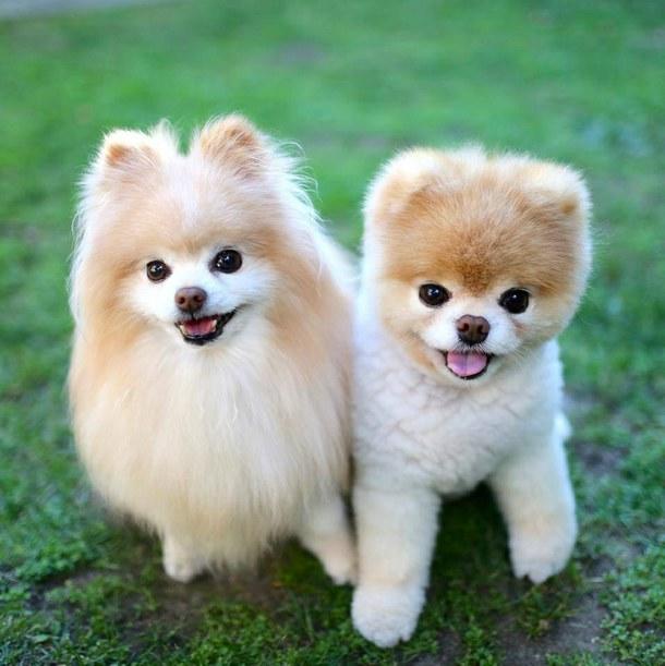 kedi mi köpek mi?