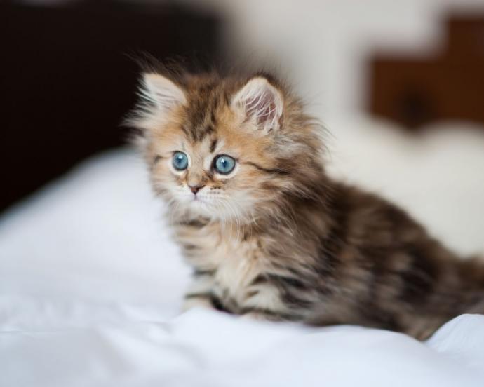 kedi mi köpek mi?