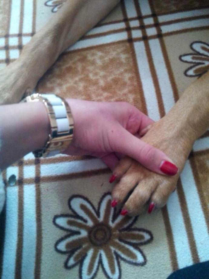 Evde köpek beslemek istiyorum fiyatları ne kadardan başlıyordur bilgisi olan var mı?