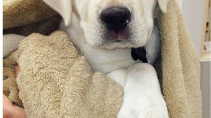 Evde köpek beslemek istiyorum fiyatları ne kadardan başlıyordur bilgisi olan var mı?