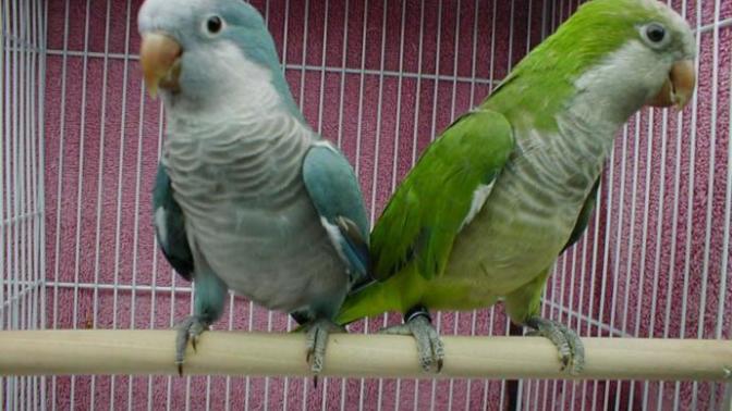 Güzel mi bunlar alayım mı birini?