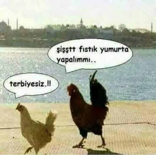 şittfıstın yumurta yapalimmı derse size biri cevabiniz ne olurdu😉?